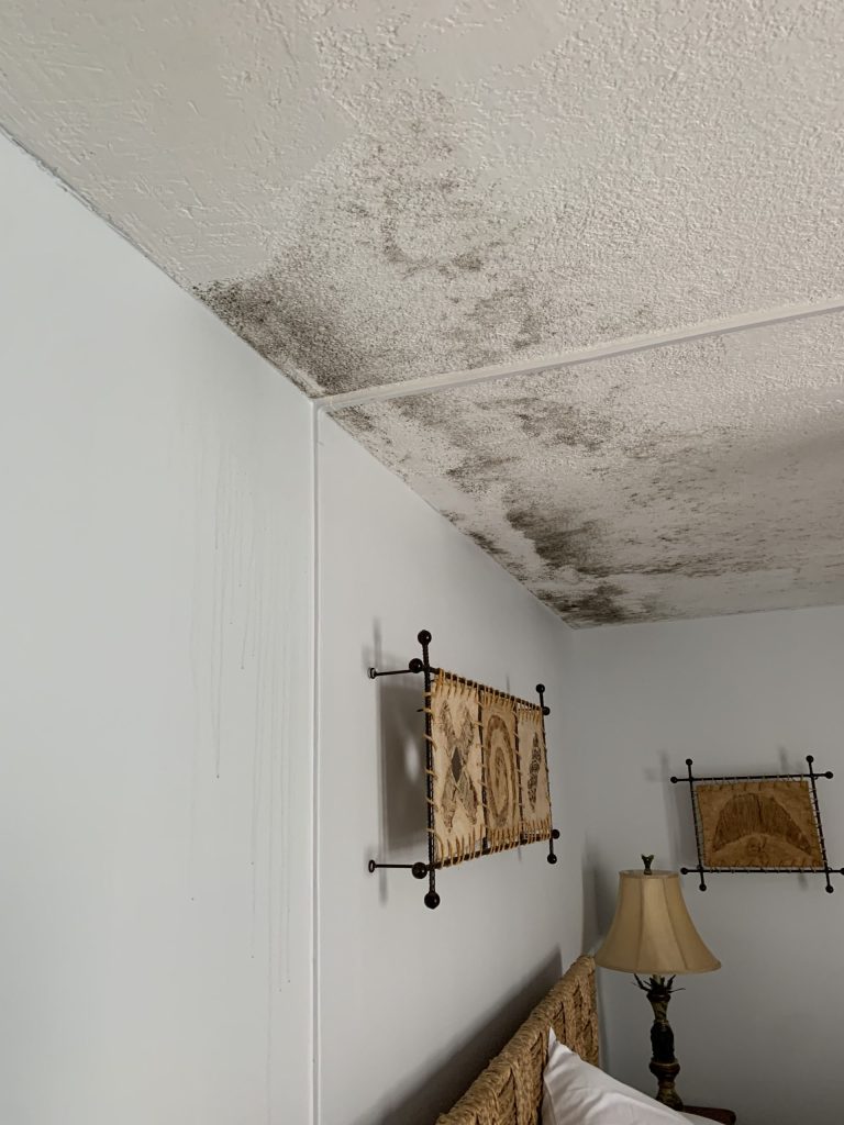mold assessment